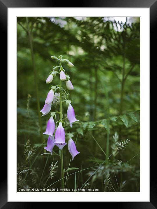 Purple Foxglove (digitalis purpurea) growing wild  Framed Mounted Print by Liam Grant