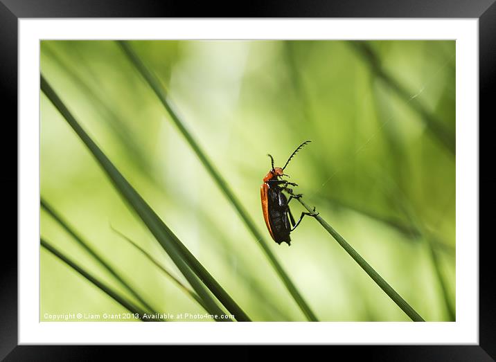 Cardinal Beetle (Pyrochroa serraticornis) on woodl Framed Mounted Print by Liam Grant