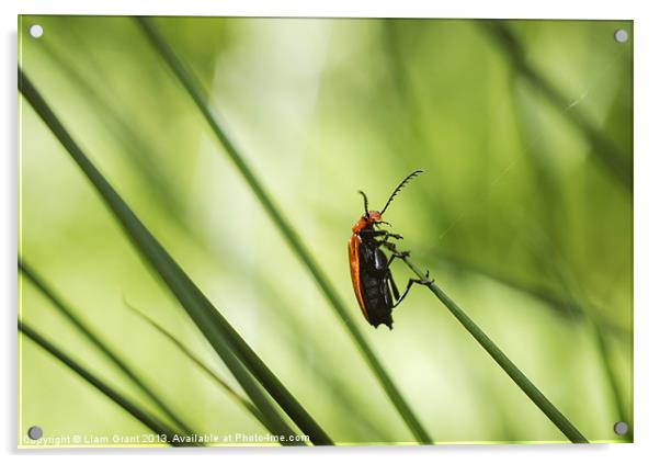 Cardinal Beetle (Pyrochroa serraticornis) on woodl Acrylic by Liam Grant