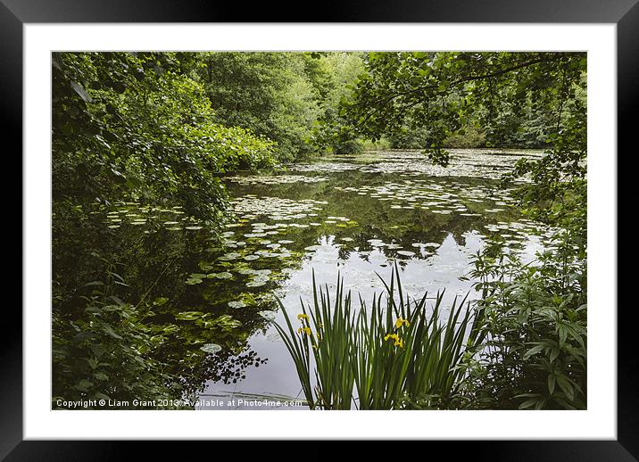 Water-lilies on a lake. Framed Mounted Print by Liam Grant