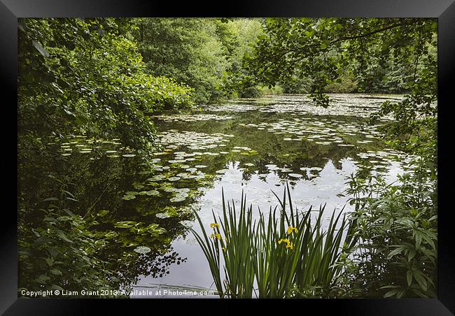 Water-lilies on a lake. Framed Print by Liam Grant