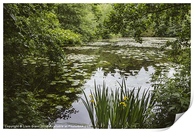 Water-lilies on a lake. Print by Liam Grant