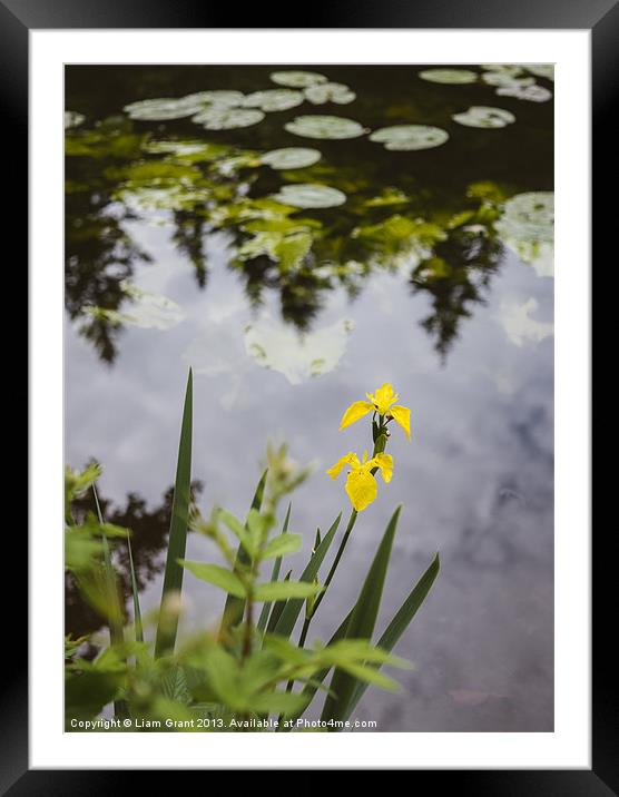 Yellow Iris (Iris pseudacorus) beside a lake. Framed Mounted Print by Liam Grant