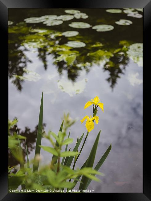 Yellow Iris (Iris pseudacorus) beside a lake. Framed Print by Liam Grant
