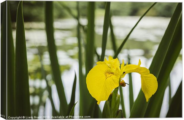 Yellow Iris (Iris pseudacorus) beside a lake. Canvas Print by Liam Grant