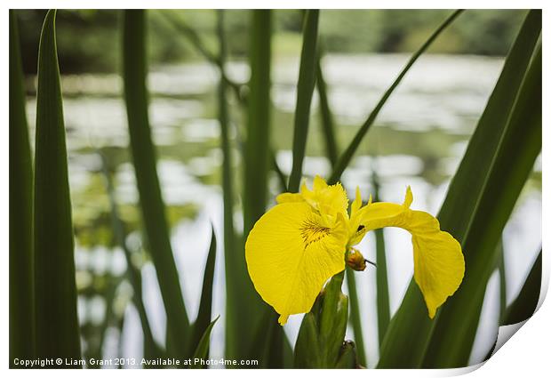 Yellow Iris (Iris pseudacorus) beside a lake. Print by Liam Grant