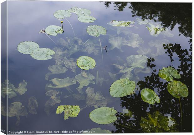 Yellow Water-lily (Nuphar lutea). Norfolk, UK Canvas Print by Liam Grant