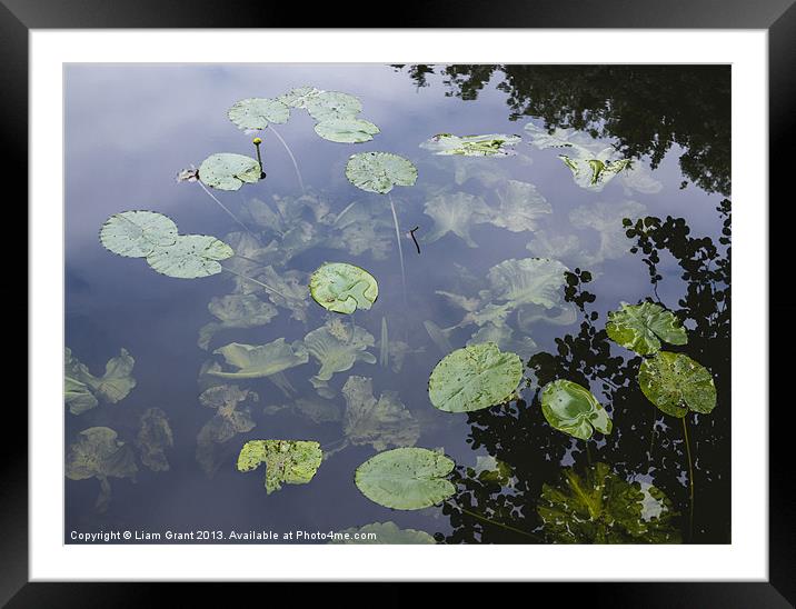 Yellow Water-lily (Nuphar lutea). Norfolk, UK Framed Mounted Print by Liam Grant