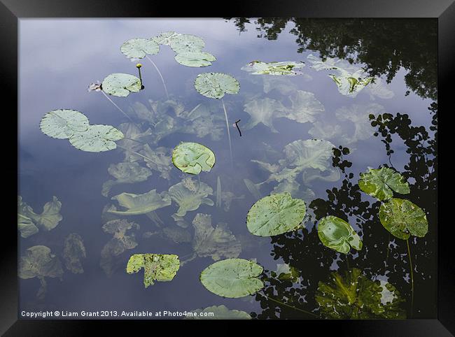 Yellow Water-lily (Nuphar lutea). Norfolk, UK Framed Print by Liam Grant