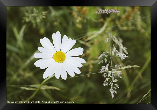 Oxeye Daisy (Leucanthemum vulgare) growing wild. N Framed Print by Liam Grant