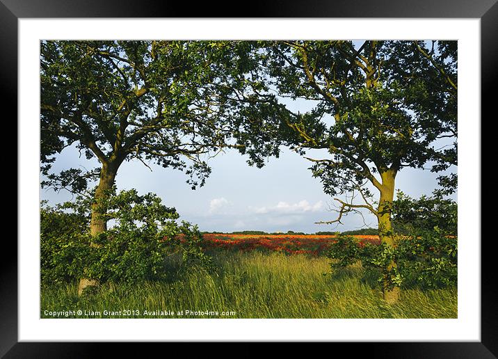 Oak trees and field of poppies. Framed Mounted Print by Liam Grant