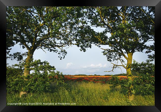 Oak trees and field of poppies. Framed Print by Liam Grant