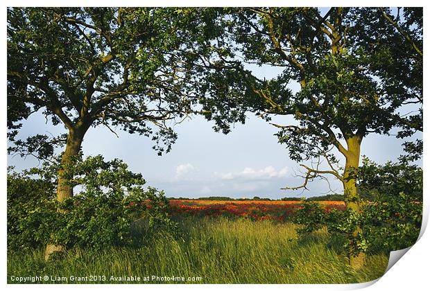 Oak trees and field of poppies. Print by Liam Grant