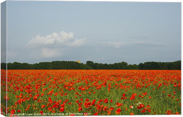 Church and field of poppies in evening light. Canvas Print by Liam Grant