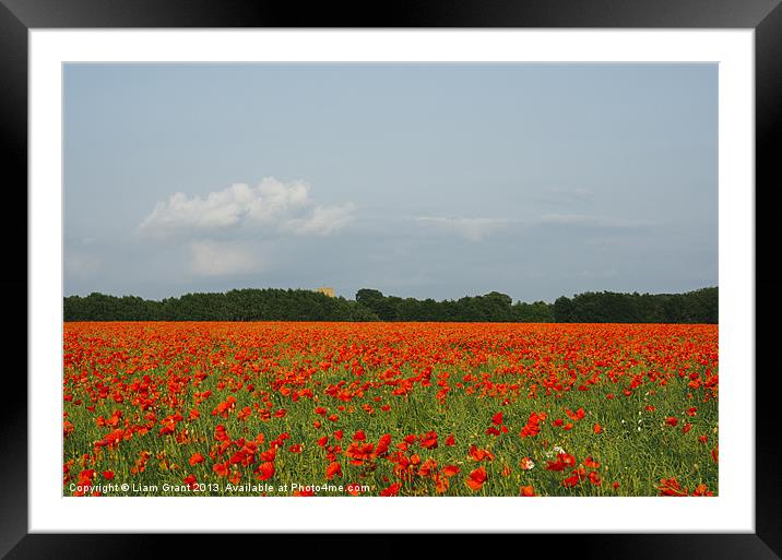 Church and field of poppies in evening light. Framed Mounted Print by Liam Grant
