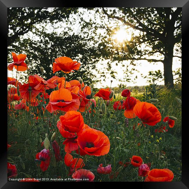 Poppies in evening light. Holme Hale, Norfolk, UK. Framed Print by Liam Grant