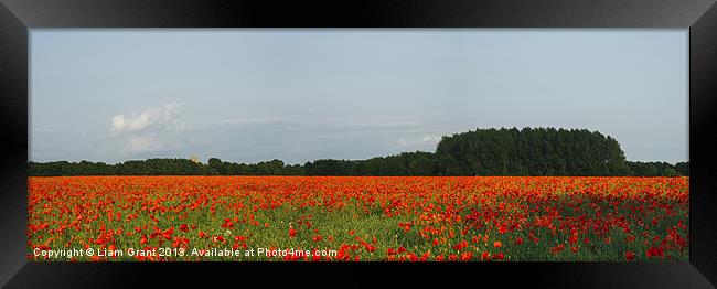 Church and field of poppies in evening light. Framed Print by Liam Grant