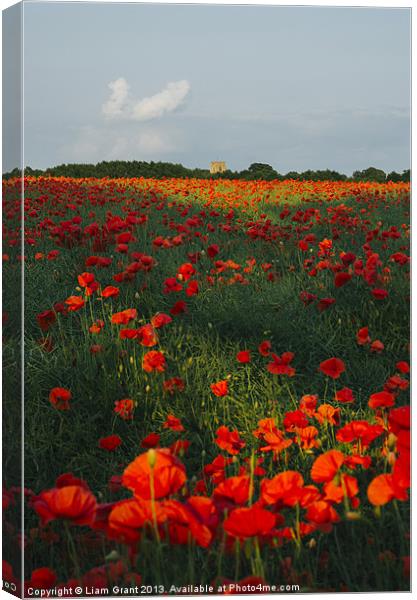 Church and field of poppies in evening light. Canvas Print by Liam Grant