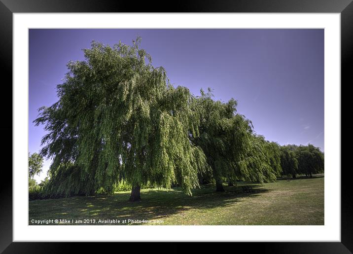 Willow trees Framed Mounted Print by Thanet Photos