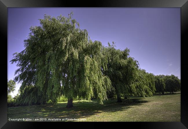 Willow trees Framed Print by Thanet Photos