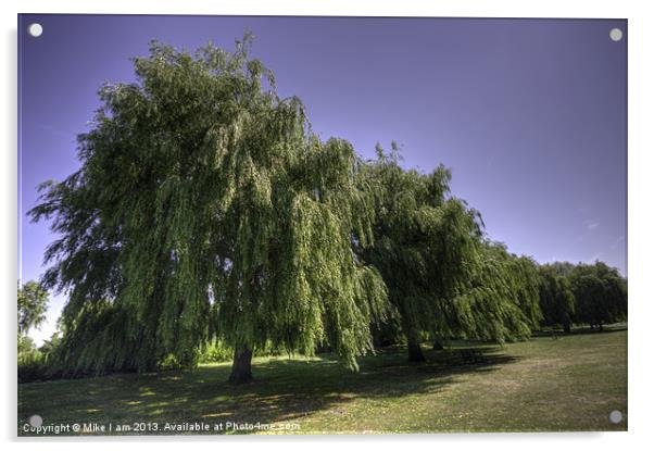 Willow trees Acrylic by Thanet Photos