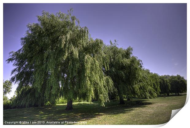 Willow trees Print by Thanet Photos