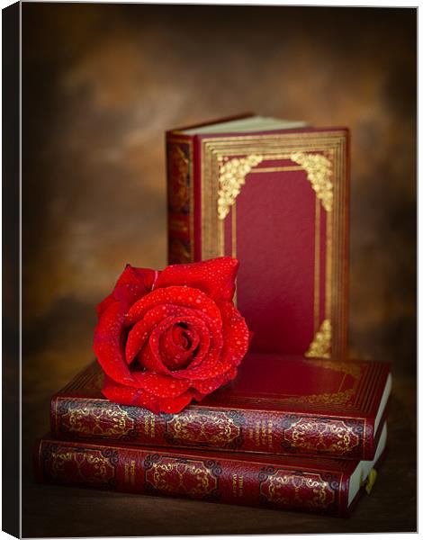 Red Rose Canvas Print by Mark Llewellyn