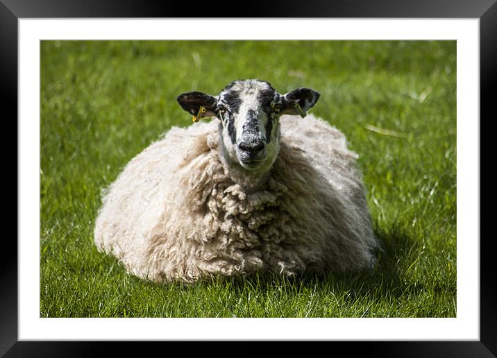 Lazy sheep Framed Mounted Print by David Skone