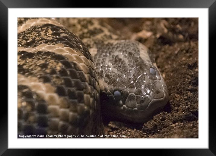 Snake shed cycle Framed Mounted Print by Maria Tzamtzi Photography