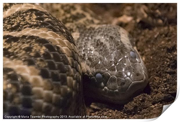 Snake shed cycle Print by Maria Tzamtzi Photography