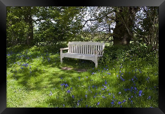 Bench in the woods Framed Print by David Skone