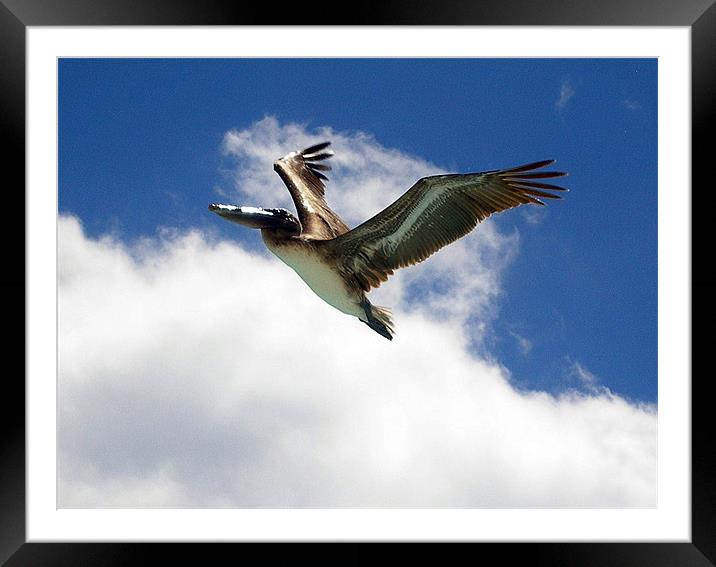 Pelican in Flight Framed Mounted Print by Reg Dobson