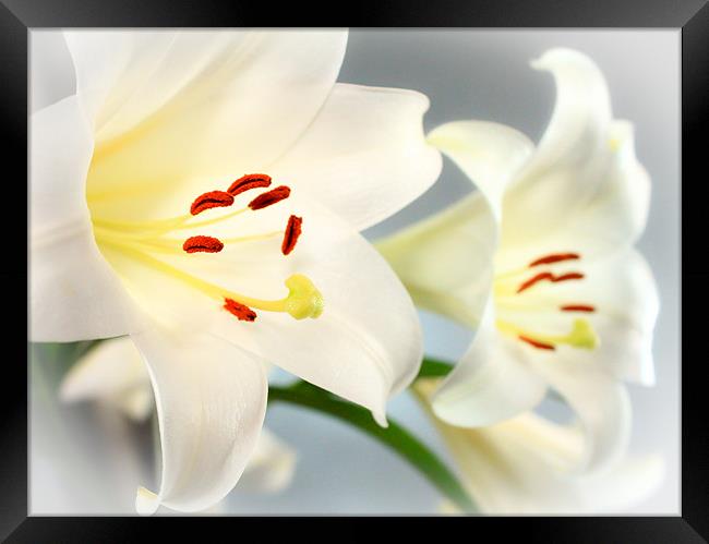 Reflections of a Lily Framed Print by Helen Holmes