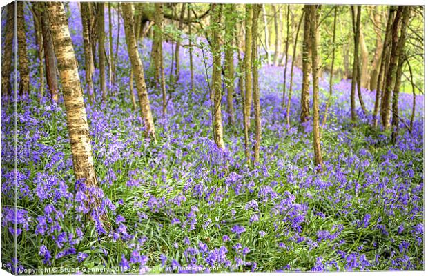Bluebell Woods Canvas Print by Stuart Gennery