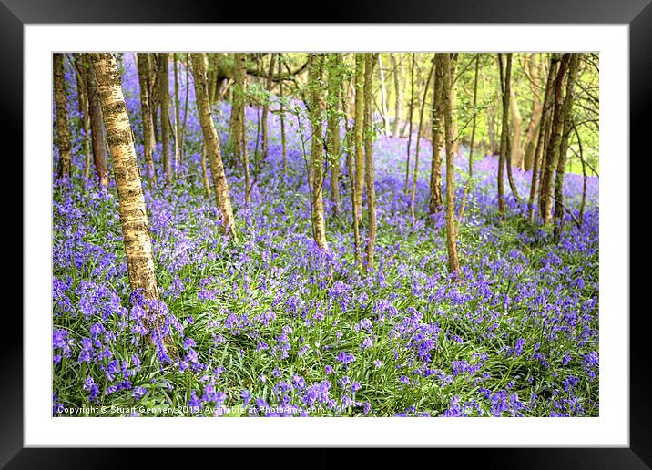 Bluebell Woods Framed Mounted Print by Stuart Gennery
