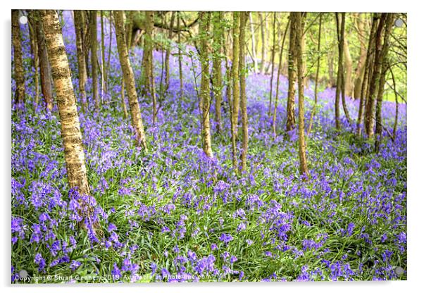 Bluebell Woods Acrylic by Stuart Gennery