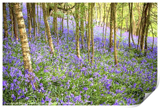 Bluebell Woods Print by Stuart Gennery