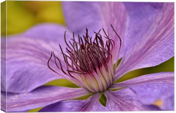 Clematis Canvas Print by Mike Jennings