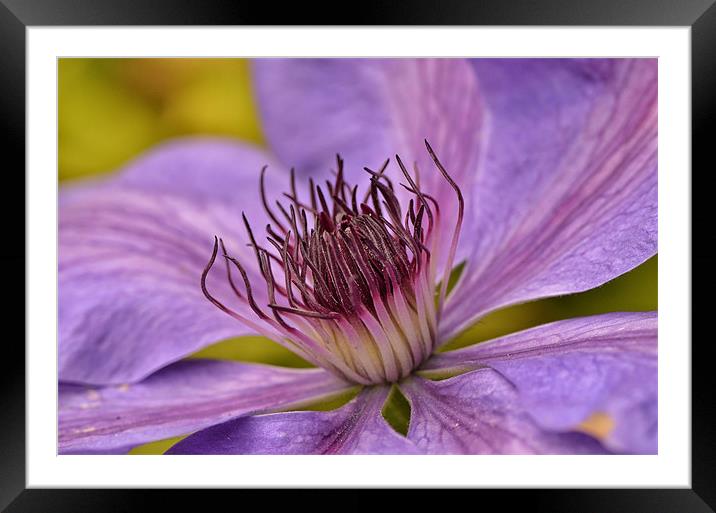 Clematis Framed Mounted Print by Mike Jennings