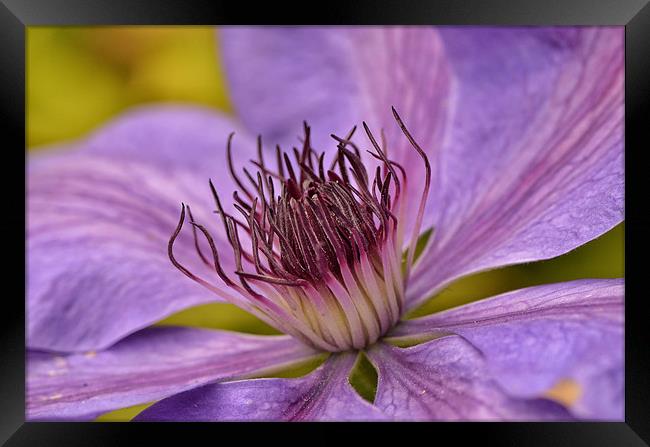 Clematis Framed Print by Mike Jennings