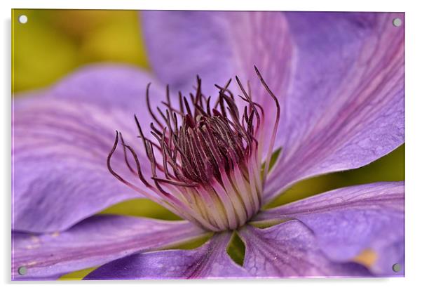 Clematis Acrylic by Mike Jennings