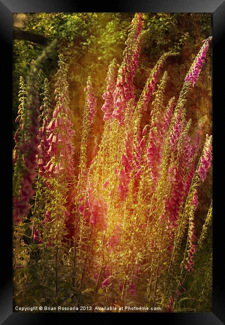 Summer Foxgloves Framed Print by Brian Roscorla