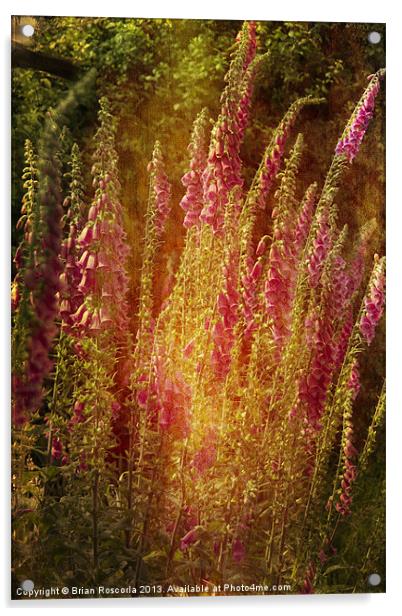 Summer Foxgloves Acrylic by Brian Roscorla