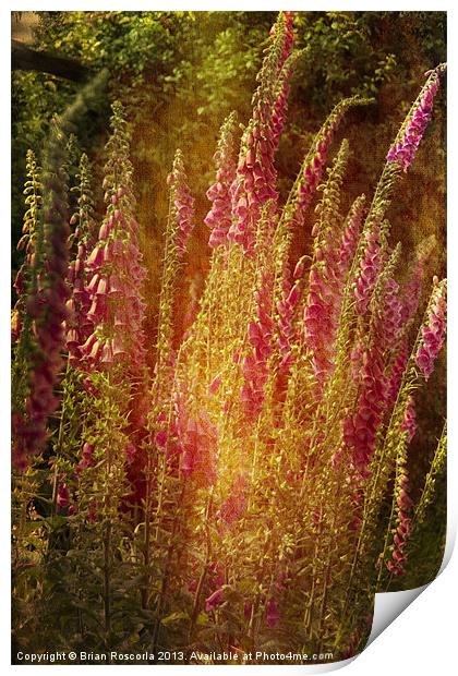 Summer Foxgloves Print by Brian Roscorla