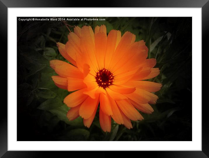Wild Orange Bloom Framed Mounted Print by Annabelle Ward
