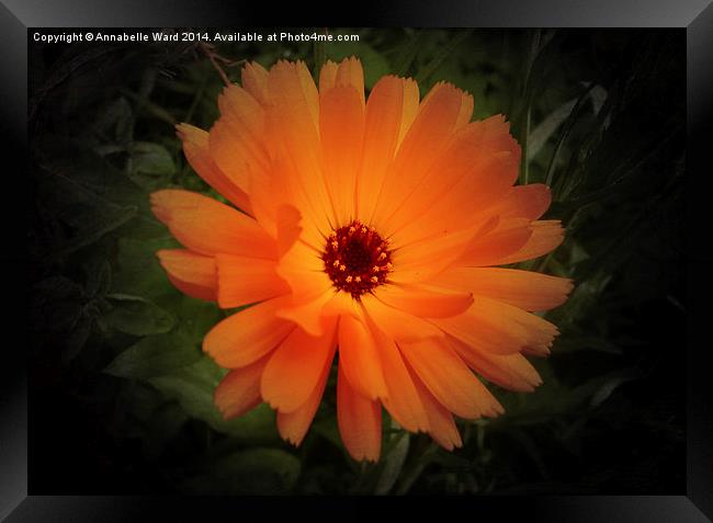 Wild Orange Bloom Framed Print by Annabelle Ward