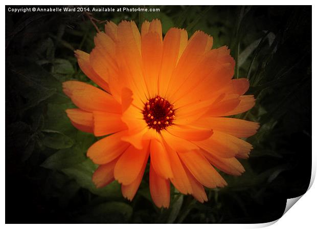 Wild Orange Bloom Print by Annabelle Ward