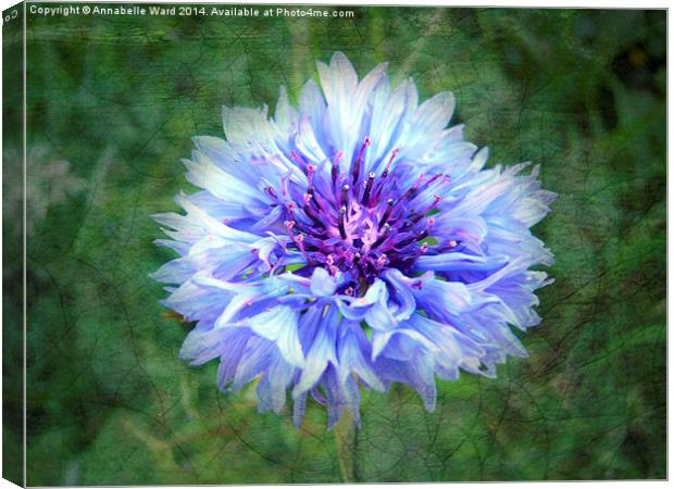 Wild Blue Cornflower Canvas Print by Annabelle Ward