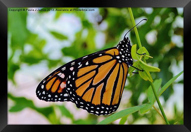 Monarch Butterfly Framed Print by Paula J James
