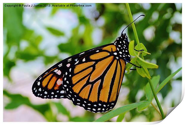 Monarch Butterfly Print by Paula J James